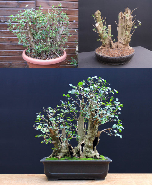 Privet Multi Trunk Bonsai